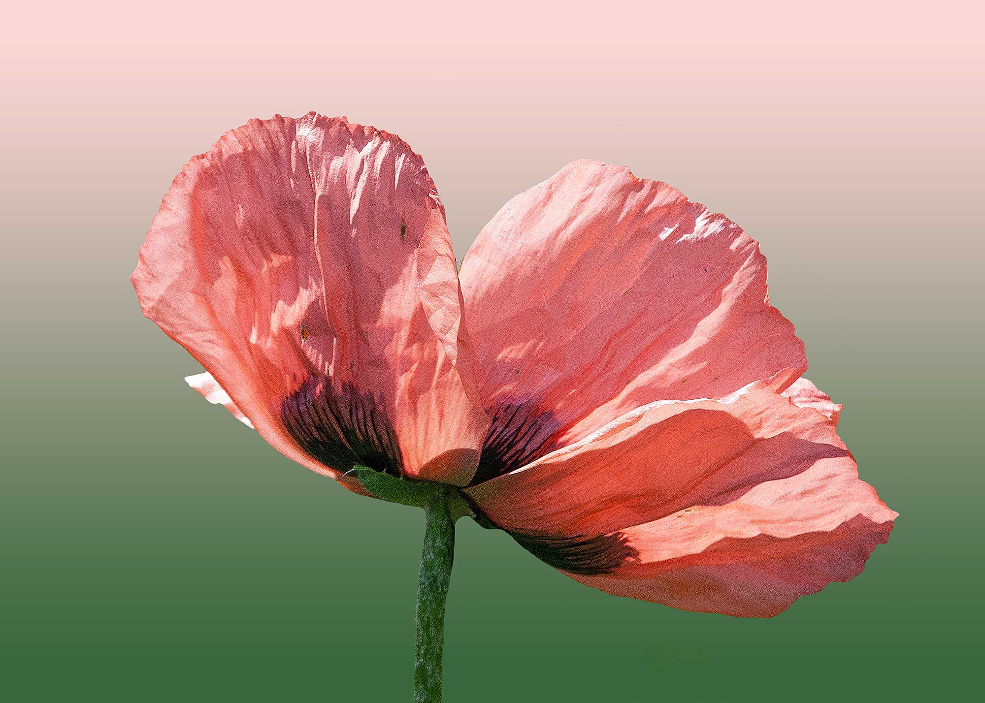 © Erhard Biebl - Floral Artcomposing, alle Rechte vorbehalten