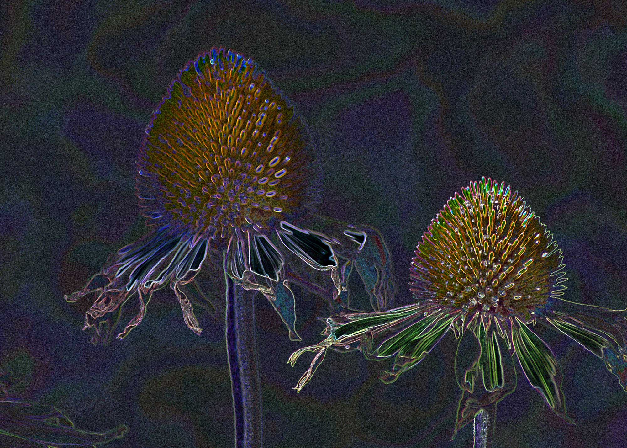 © Erhard Biebl - Floral Artcomposing, alle Rechte vorbehalten