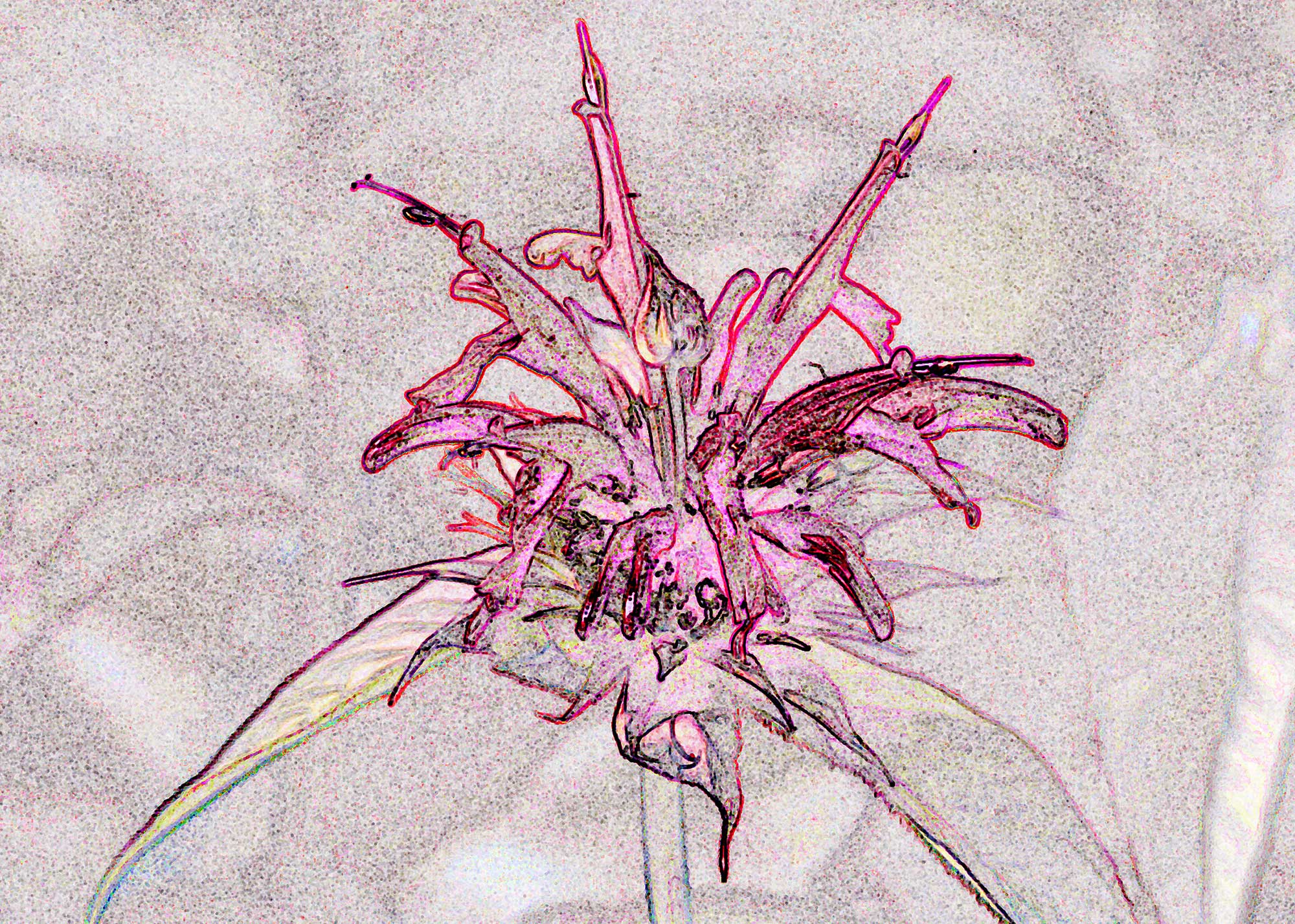 © Erhard Biebl - Floral Artcomposing, alle Rechte vorbehalten