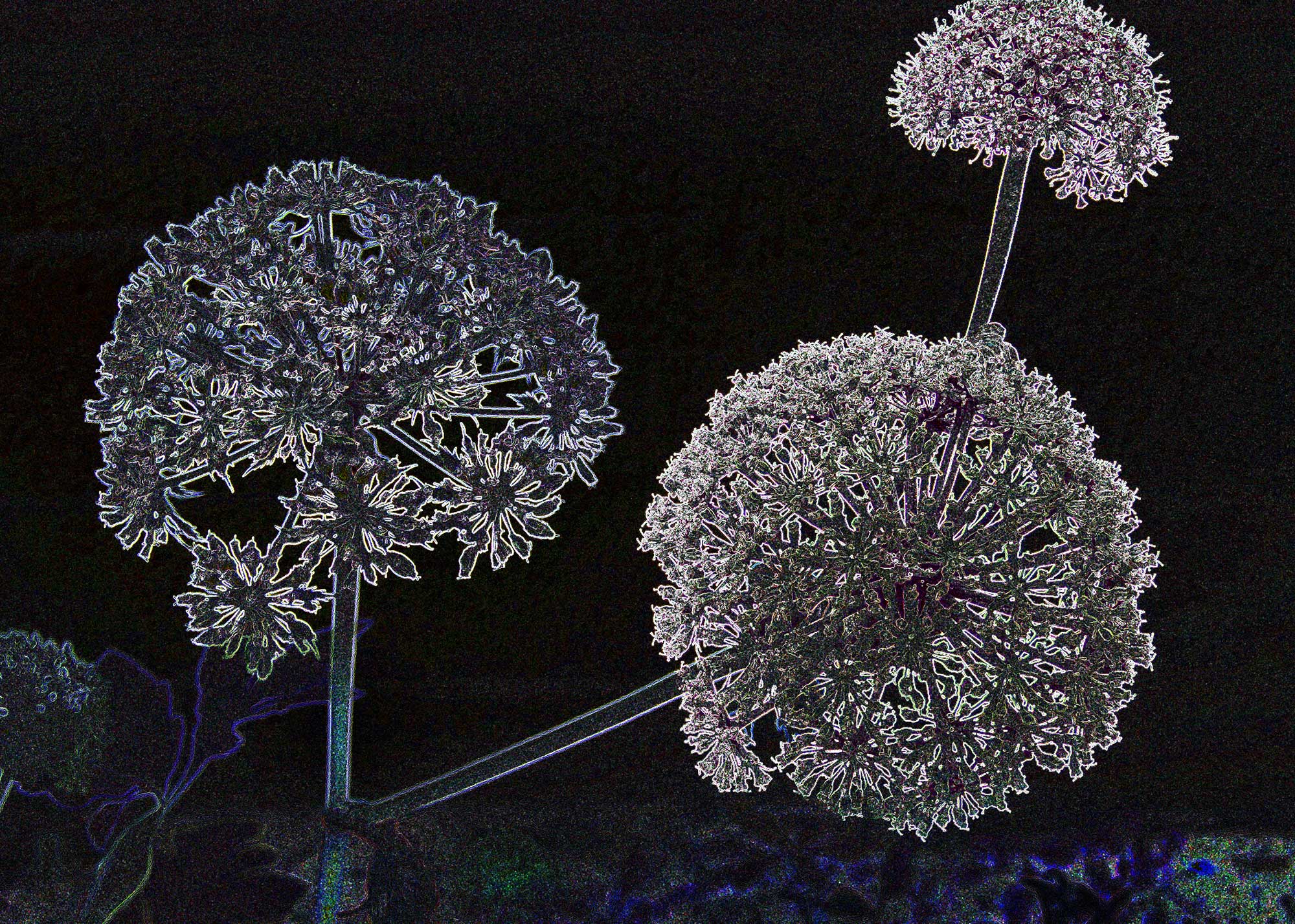 © Erhard Biebl - Floral Artcomposing, alle Rechte vorbehalten