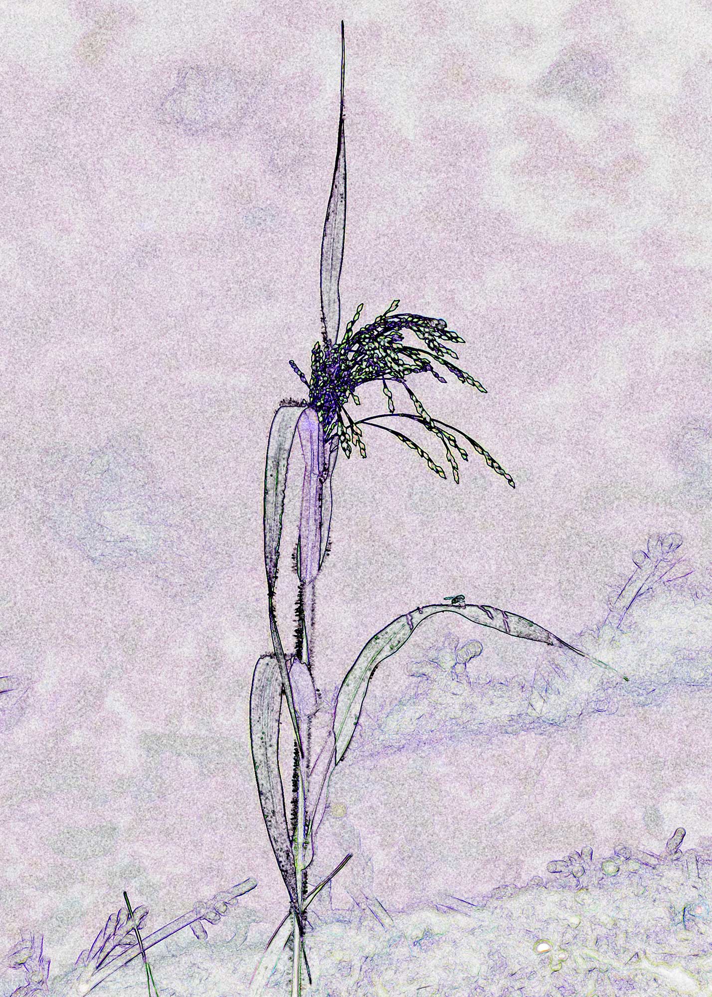 © Erhard Biebl - Floral Artcomposing, alle Rechte vorbehalten